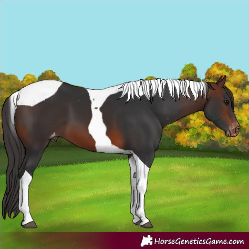 Horse Color:Brown Tobiano Skewed Appaloosa