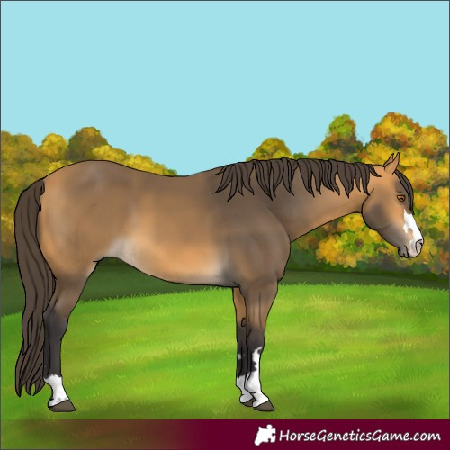 Horse Color:Buckskin 