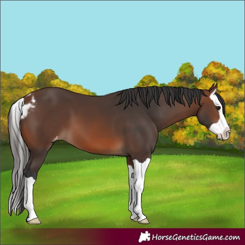 Horse Color:Brown Splash Skewed Appaloosa