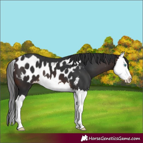 Horse Color:Brown Splash Skewed Appaloosa 