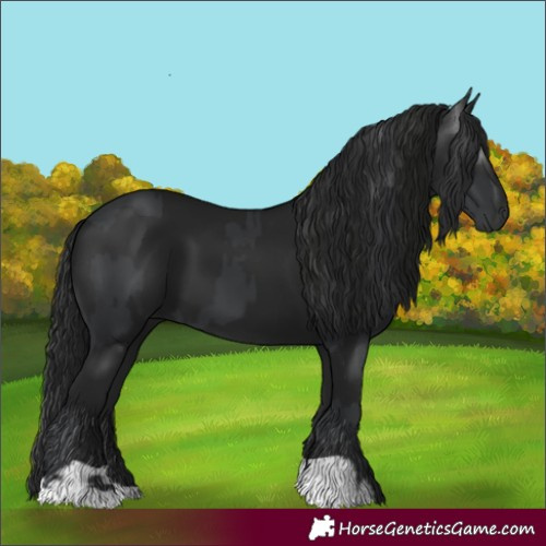 Horse Color:Black  and Gray Black 