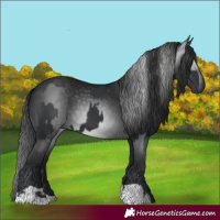 Horse Color:Black and Gray Black