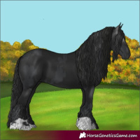 Horse Color:Black and Gray Black