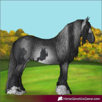 Horse Color:Black  and Gray Black 