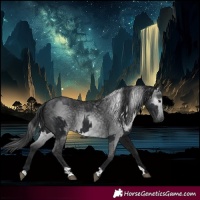 Horse Color:Black  and Gray Black 