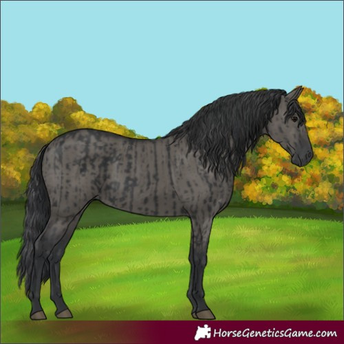 Horse Color:Black and Grullo