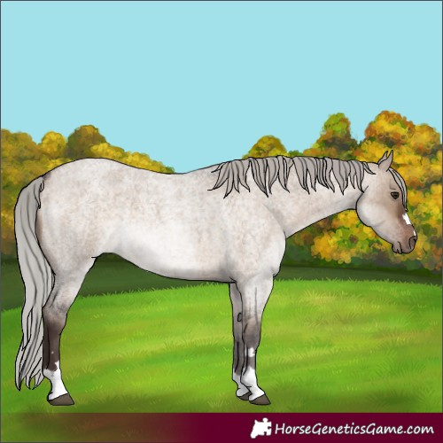 Horse Color:Silver Brown Roan Dun Rabicano 