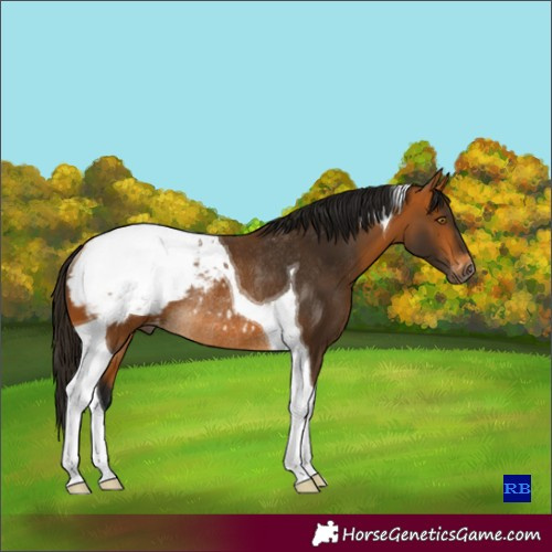 Horse Color:Gray Buckskin Tobiano Appaloosa Rabicano