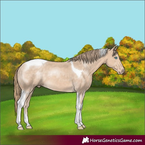 Horse Color:Perlino Tobiano 
