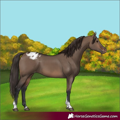 Horse Color:Brown Dun Tobiano Varnish Rabicano 