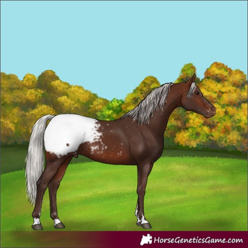 Horse Color:Silver Bay Snowcap Rabicano 