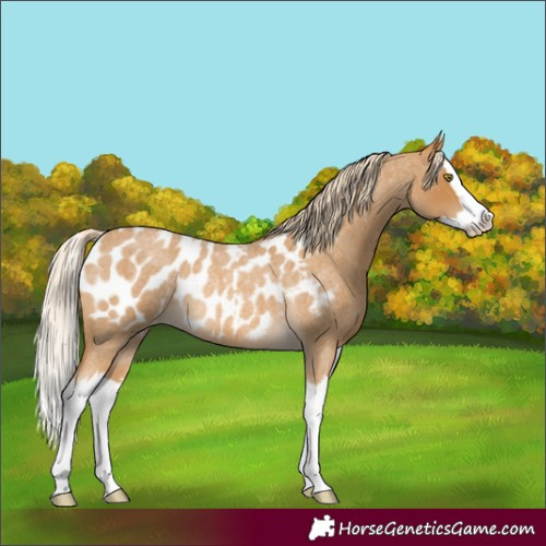 Horse Color:Palomino Roan Splash Blanket Rabicano