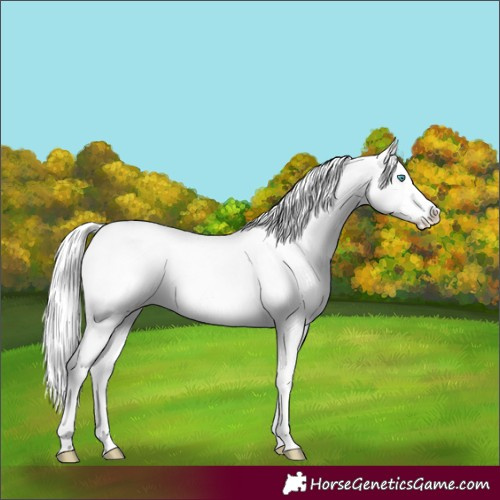 Horse Color:Silver Perlino Roan Dun Splash Tobiano Frame Appaloosa Rabicano 