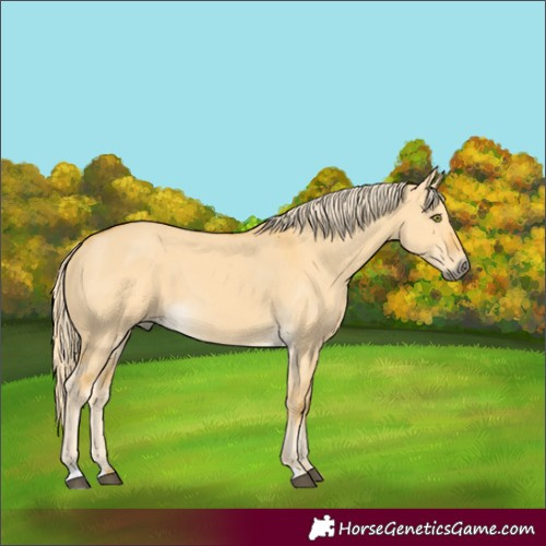 Horse Color:Palomino Dun