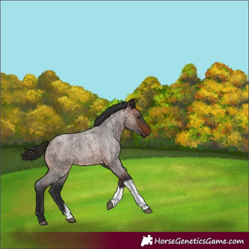 Horse Color:Brown Roan Tobiano Rabicano 