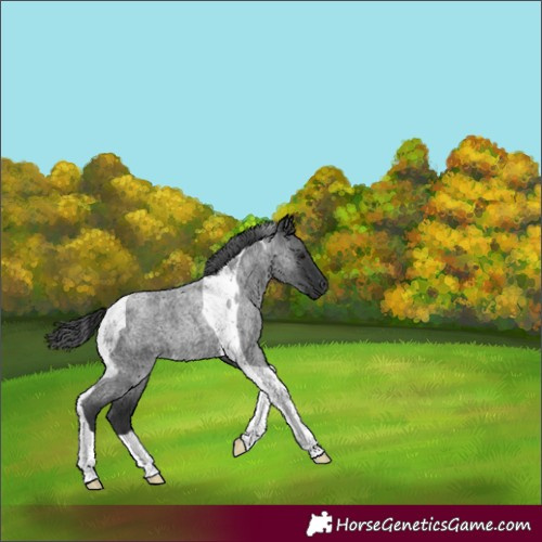 Horse Color:Blue Roan Tobiano