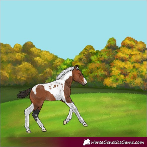 Horse Color:Bay Tobiano 