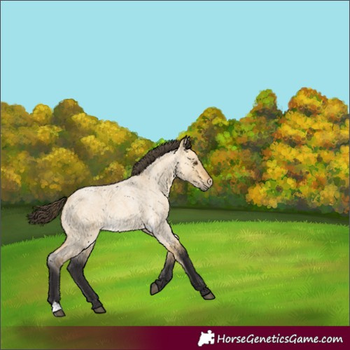 Horse Color:Unknown 