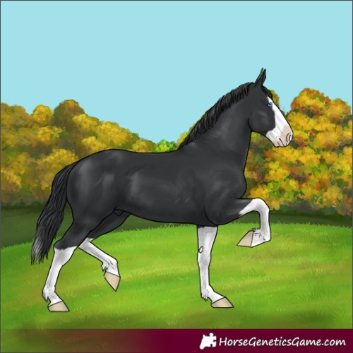 Horse Color:Black Splash 