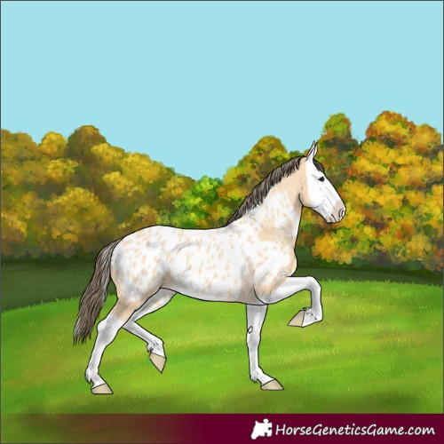 Horse Color:Buckskin Splash Appaloosa