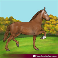 Horse Color:Gray Chestnut 