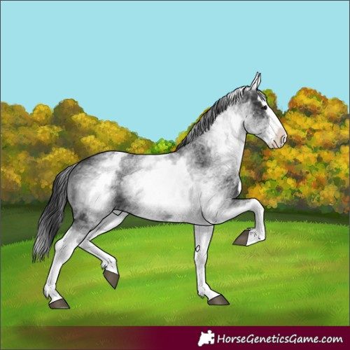 Horse Color:White Spotted Black Splash 
