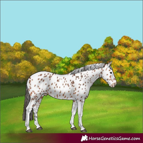 Horse Color:Bay Tobiano Appaloosa 