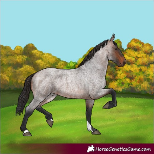 Horse Color:Brown Roan 