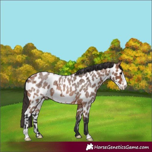 Horse Color:Bay Roan Frame Appaloosa 