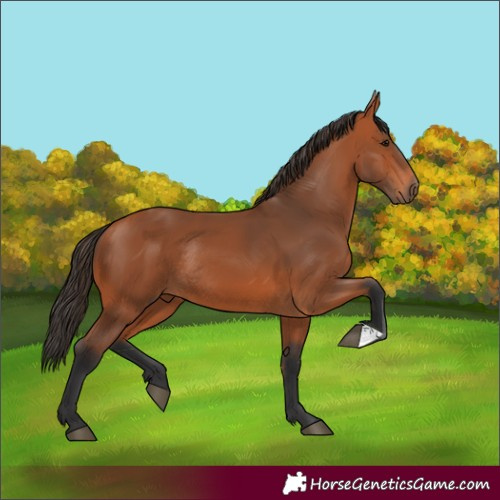 Horse Color:Bay Rabicano 