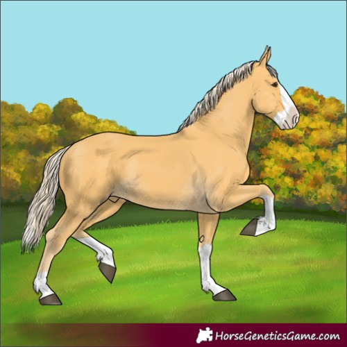 Horse Color:Palomino Splash Rabicano 