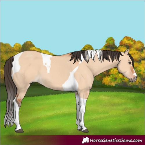 Horse Color:Bay Dun Tobiano 