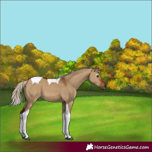 Horse Color:Gray Silver Bay Dun Tobiano 