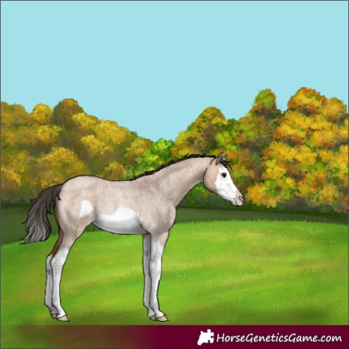 Horse Color:Bay Roan Dun Splash Frame Rabicano