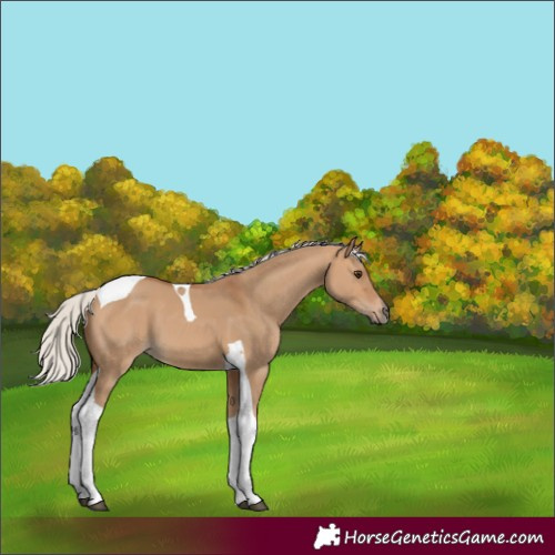 Horse Color:Silver Bay Dun Tobiano 