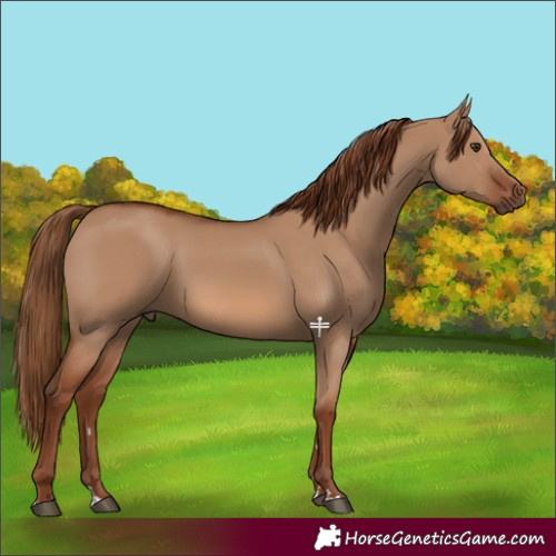 Horse Color:Red Dun