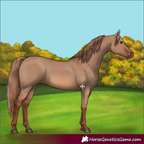 Horse Color:Red Dun 