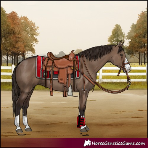 Horse Color:Liver Red Dun 