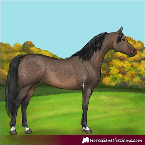 Horse Color:Brown Dun 