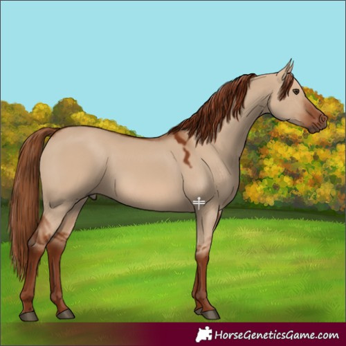 Horse Color:Red Dun 