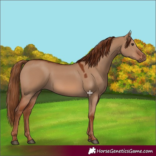 Horse Color:Red Dun 