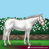 Horse Color:Palomino Roan Pearl Dun  and Palomino Roan Pearl Dun Frame 