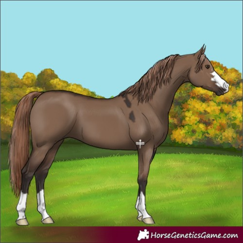 Horse Color:Liver Red Dun 