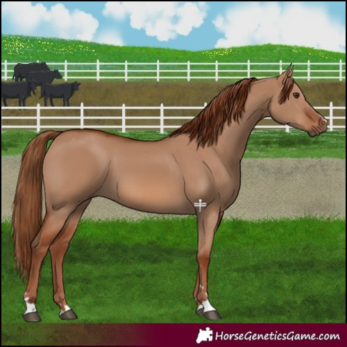 Horse Color:Red Dun 