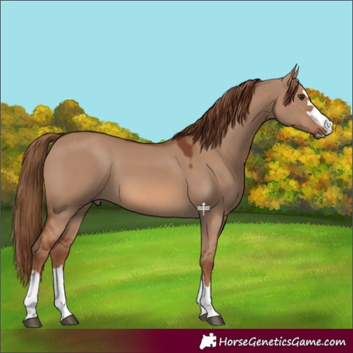 Horse Color:Red Dun 