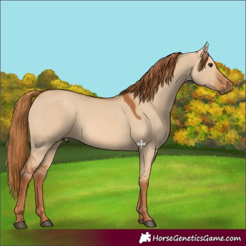 Horse Color:Red Dun 