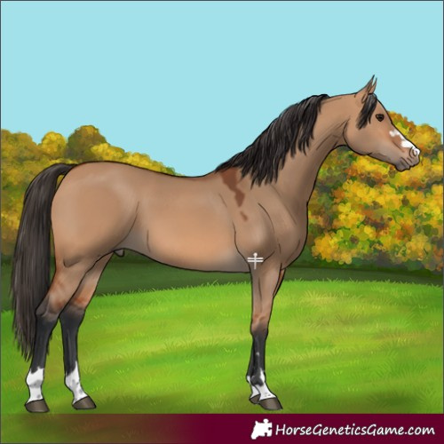 Horse Color:Bay Dun 