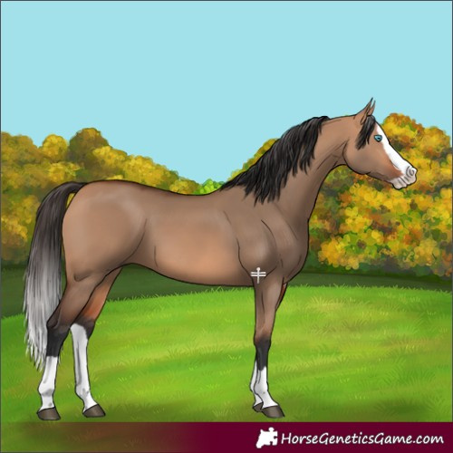 Horse Color:Bay Dun Splash 
