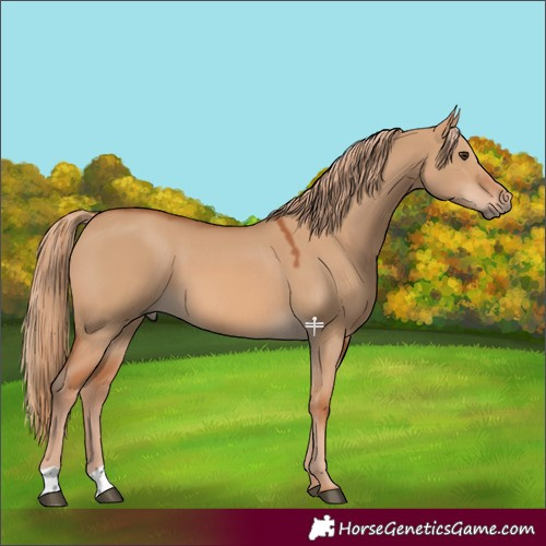 Horse Color:Red Dun 