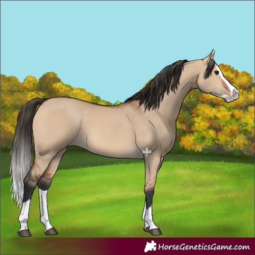 Horse Color:Bay Dun Splash 